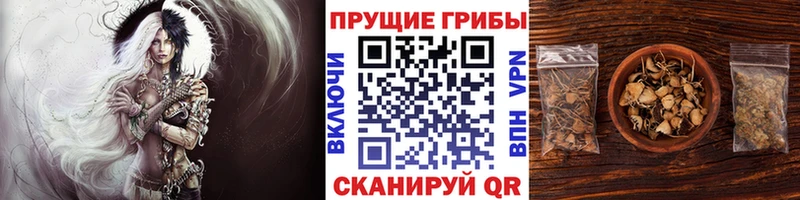 как найти закладки  Плёс  Псилоцибиновые грибы Cubensis 